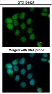 A-RAF Rabbit Polyclonal Antibody