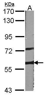 A-RAF Rabbit Polyclonal Antibody