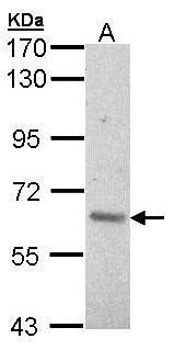 A-RAF Rabbit Polyclonal Antibody