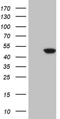 ARAF Antibody