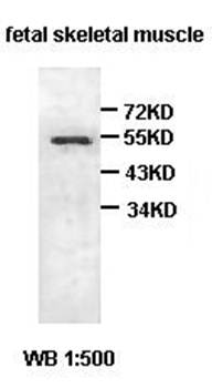 A1BG Rabbit Polyclonal Antibody