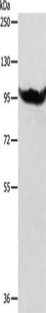 AARS2 Antibody