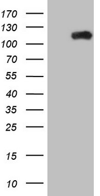ABAT Antibody