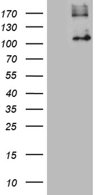 ABAT Antibody