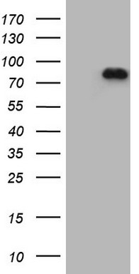 ABAT Antibody