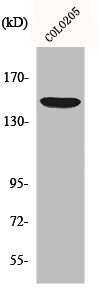 ABCC10 Antibody