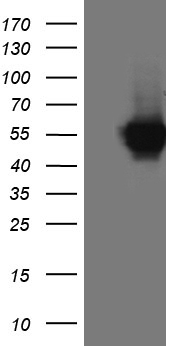 ABCD2 Antibody
