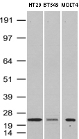 ABCF2 Antibody