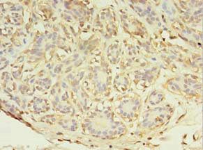 ABHD14A Antibody