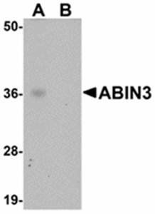ABIN3 Rabbit Polyclonal Antibody