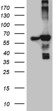 ACAD9 Antibody