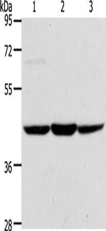 ACADS Antibody