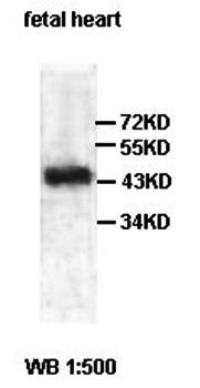 ACADS Rabbit Polyclonal Antibody