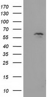 ACAT2 Antibody