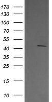 ACBD3 Antibody