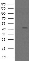 ACBD3 Antibody
