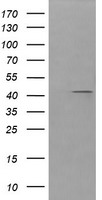 ACBD3 Antibody