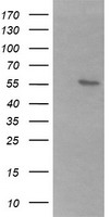 ACBD3 Antibody