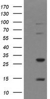 ACBD3 Antibody