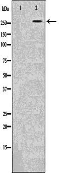 ACC1 Antibody