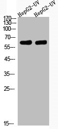 CTTN Antibody