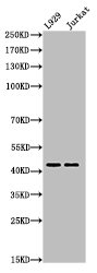 E2F4 Antibody