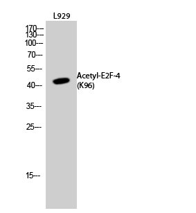 E2F4 Antibody