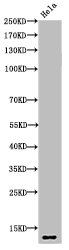 HIST1H4A Antibody