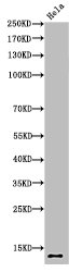 HIST1H4A Antibody