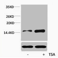 HIST1H4A Antibody
