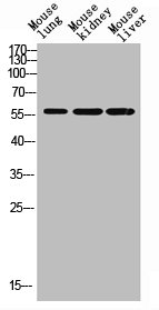 HNF4A/HNF4G Antibody