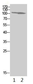 PARP1 Antibody