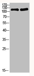 PARP1 Antibody