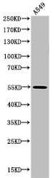 RELA Antibody