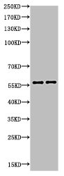 RELA Antibody