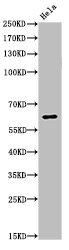 RELA Antibody