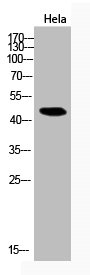 RELA Antibody