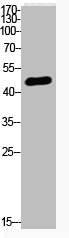 TP53 Antibody