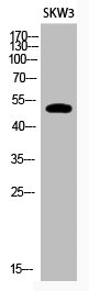 TP53 Antibody