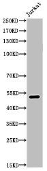 TP53 Antibody