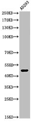 TP53 Antibody