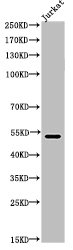 TP53 Antibody