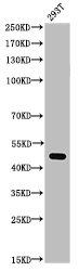 TP53 Antibody