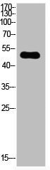 TP53 Antibody