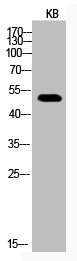 TP53 Antibody