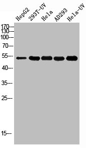 TP53 Antibody
