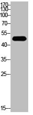 TP53 Antibody