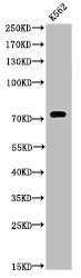 TP73 Antibody