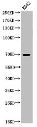 TP73 Antibody
