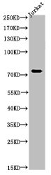 TP73 Antibody